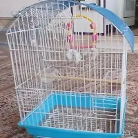 عروس هلندی