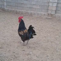 خروس