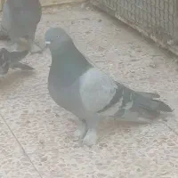 کبوترگچی نر پر