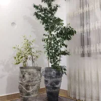 انواع گیاهان آپارتمانی