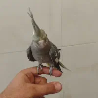 عروس هلندی
