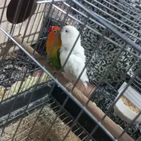 طوطی