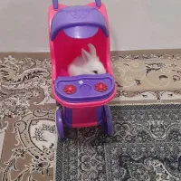 خرگوش