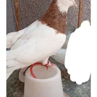نر طوق زرد