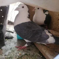 پشت دار