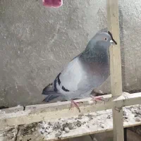 کفتر سبز
