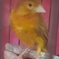 قناری نر و کبوتر