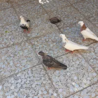 ۴عدد رنگی