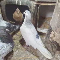 کود حیوانی اسب