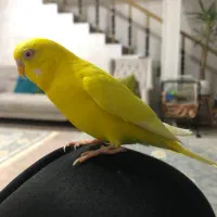 مرغ عشق گمشده فاز۷