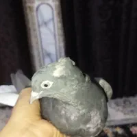 کبوتر اشعل