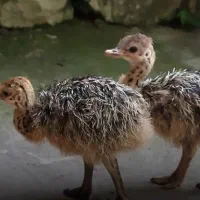 جوجه شترمرغ