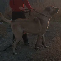 سگ سرابی