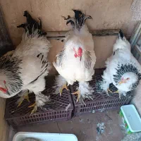 مرغ و خروس برهما لایت