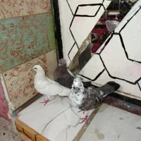 کفتر|پرنده|بندرعباس, |دیوار