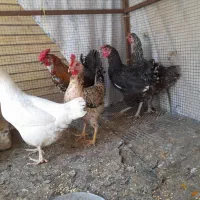 ۶ تا مرغ خروس گلین