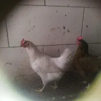 6عددمرغ تخم گذار