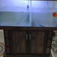 اکواریم