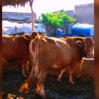 گاو گوساله های لیموزین آبستن
