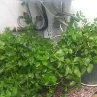 گل گندمی سرحال
