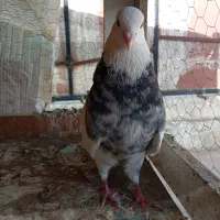 طوقی نر و ماده هفت رنگ سرور