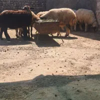 ۱۰ راس شیشک درجه یک یک