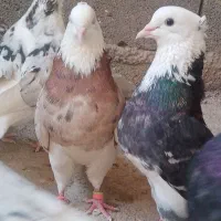 کفترهما