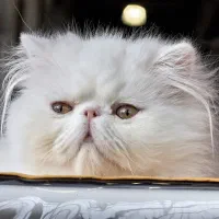 واکذاری گربه پرشین چهارساله