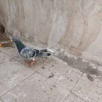 5 تا کفتر ساز