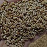 گندم دیم منطقه فریمان برای آرد و بذر