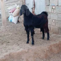 بزغاله نر|حیوانات مزرعه|تربت جام, جامرود|دیوار