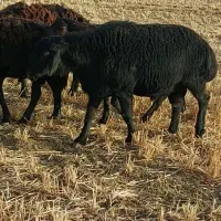 قوچ قره غزل اصل جنس ۴ساله