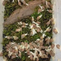 آچاتینا برای پرورش رایگان