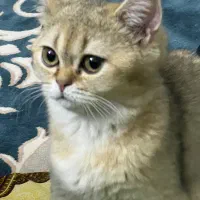 گربه نژاد بریتیش گلد