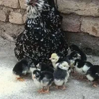 تخم مرغ گلین نطفه دار