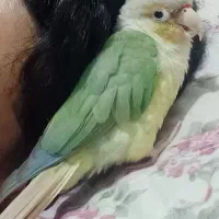 جفت عروس هلندی و گرینچیک تنها