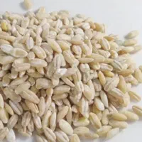 جو پوست کنده ایرانی