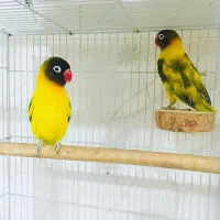 طوطی برزیلی