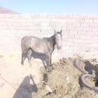 مادیون
