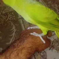 جوجه ملنگو ۴ ماه فول دستی