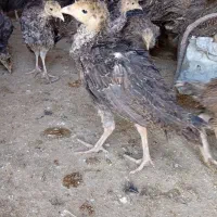 جوجه بوقلمون