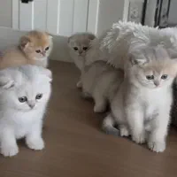 حراج چند بچه‌گربه واکسینه ملوس،سالم و بازیگوش