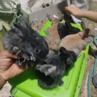 بچه خرگوش|موش و خرگوش|کرمان, |دیوار