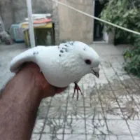 پلاکی مسافتی خوشگل