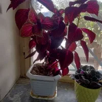 فروش گل طبیعی