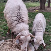 گوسفندبا بره گوسفند