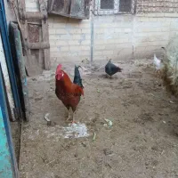 خروس‌محلی‌‌،تخم‌مرغ‌محلی‌فروش