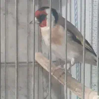 سهره کرمانی  و سر سیاه سفت بخون قفسی  ورام