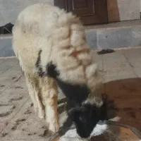 اهواز کوت سید نعیم
