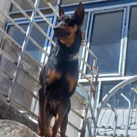 سگ دوبرمن اصیل